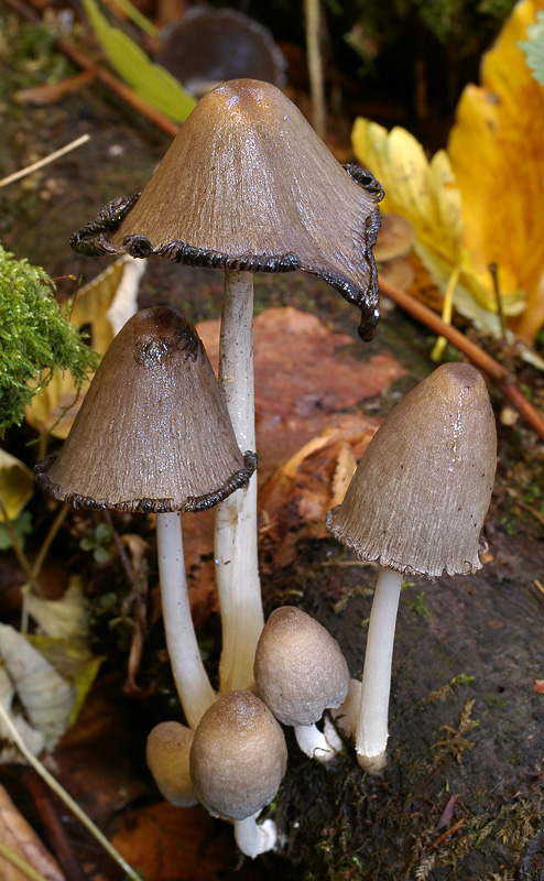 Coprinopsis acuminata